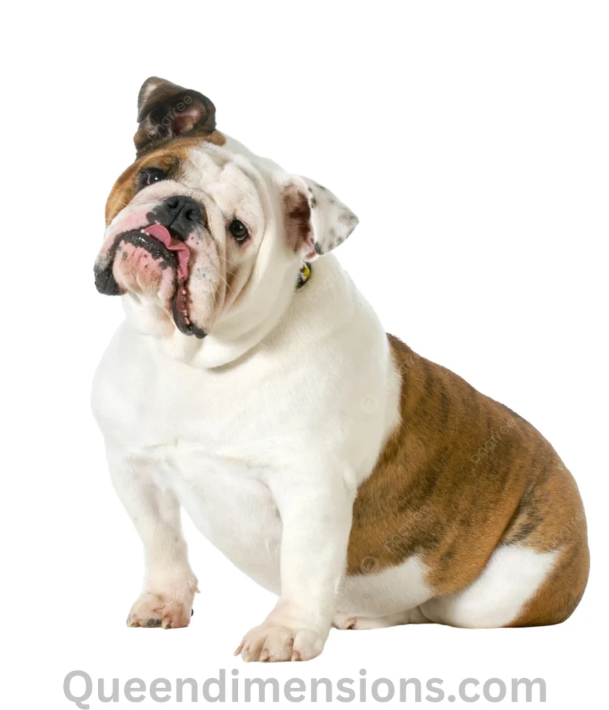 adult-male-bulldog-50-lbs