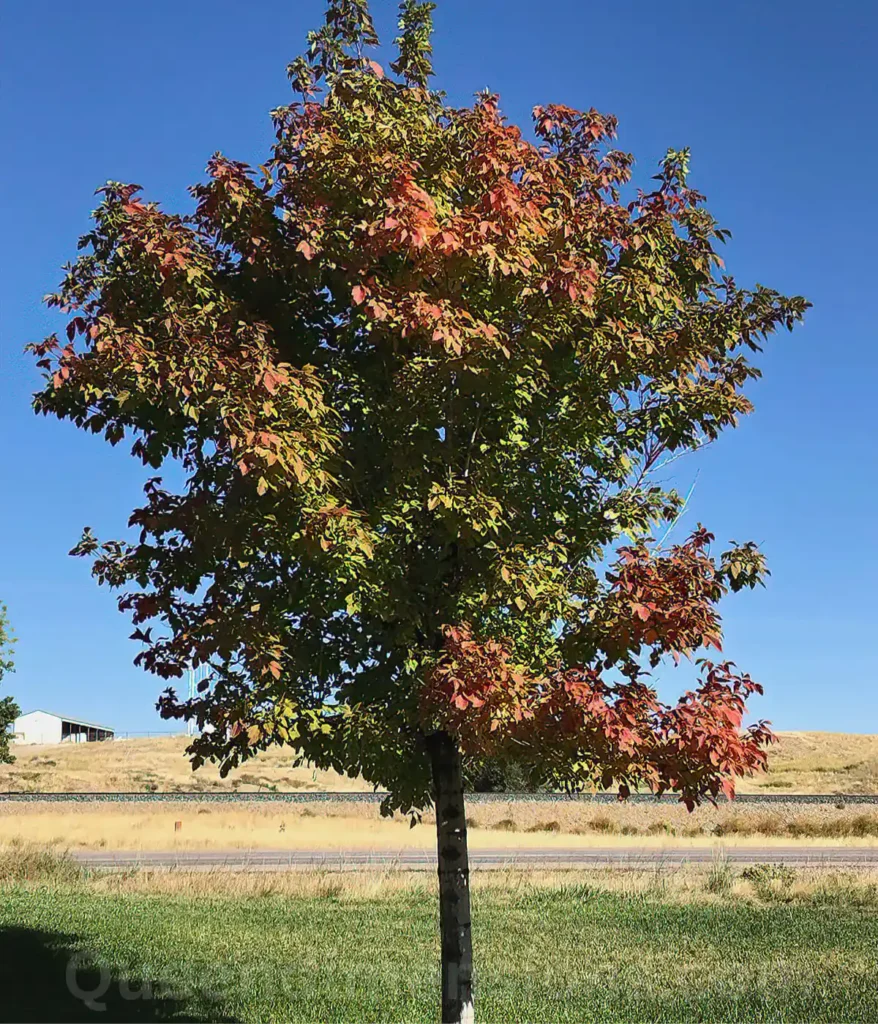 boxelder-maple-tree-50-feet-length