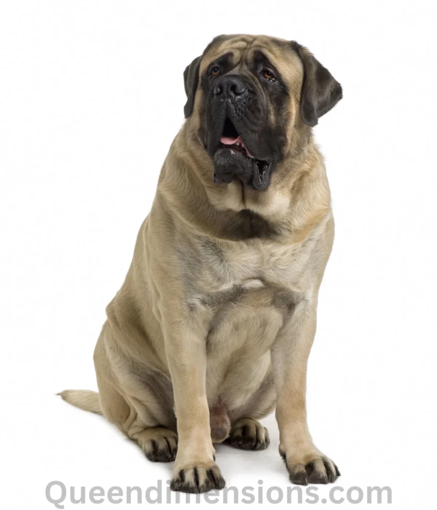 english-mastiff-dog-100-kg