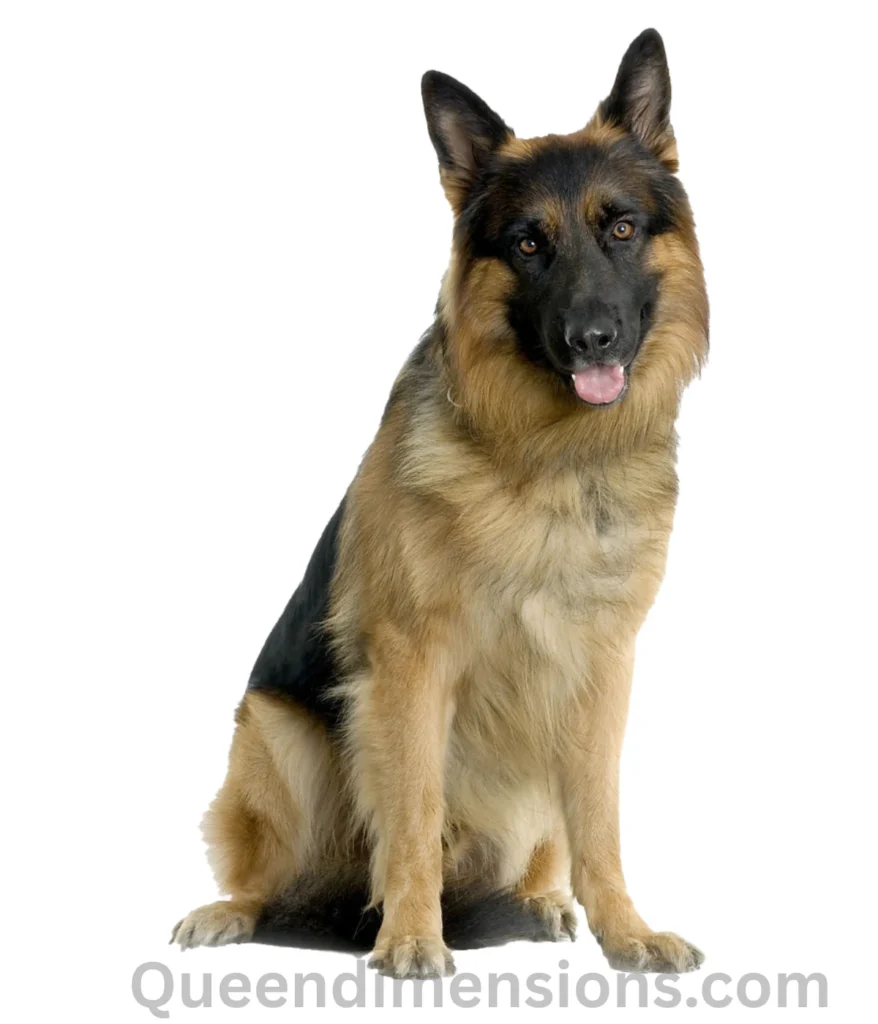 german-shepherd-50-kg