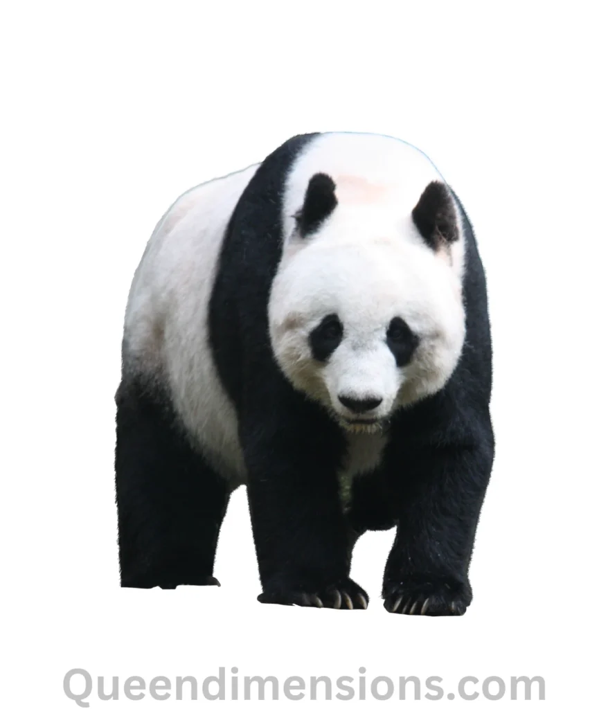 giant-panda-bear-100-kg