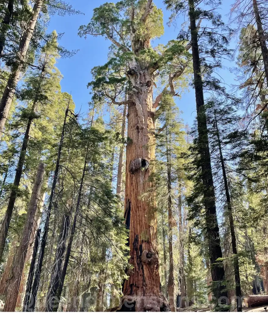 giant-sequoia-tree-80-feet-length