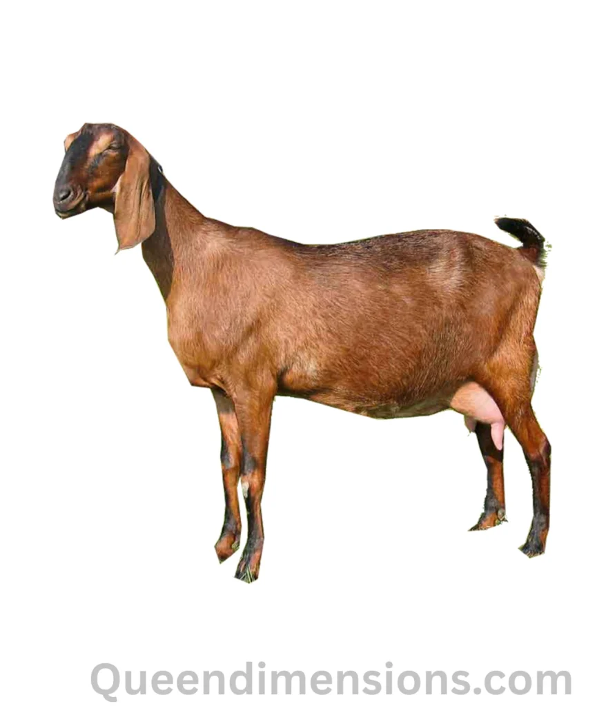 goat-50-kg