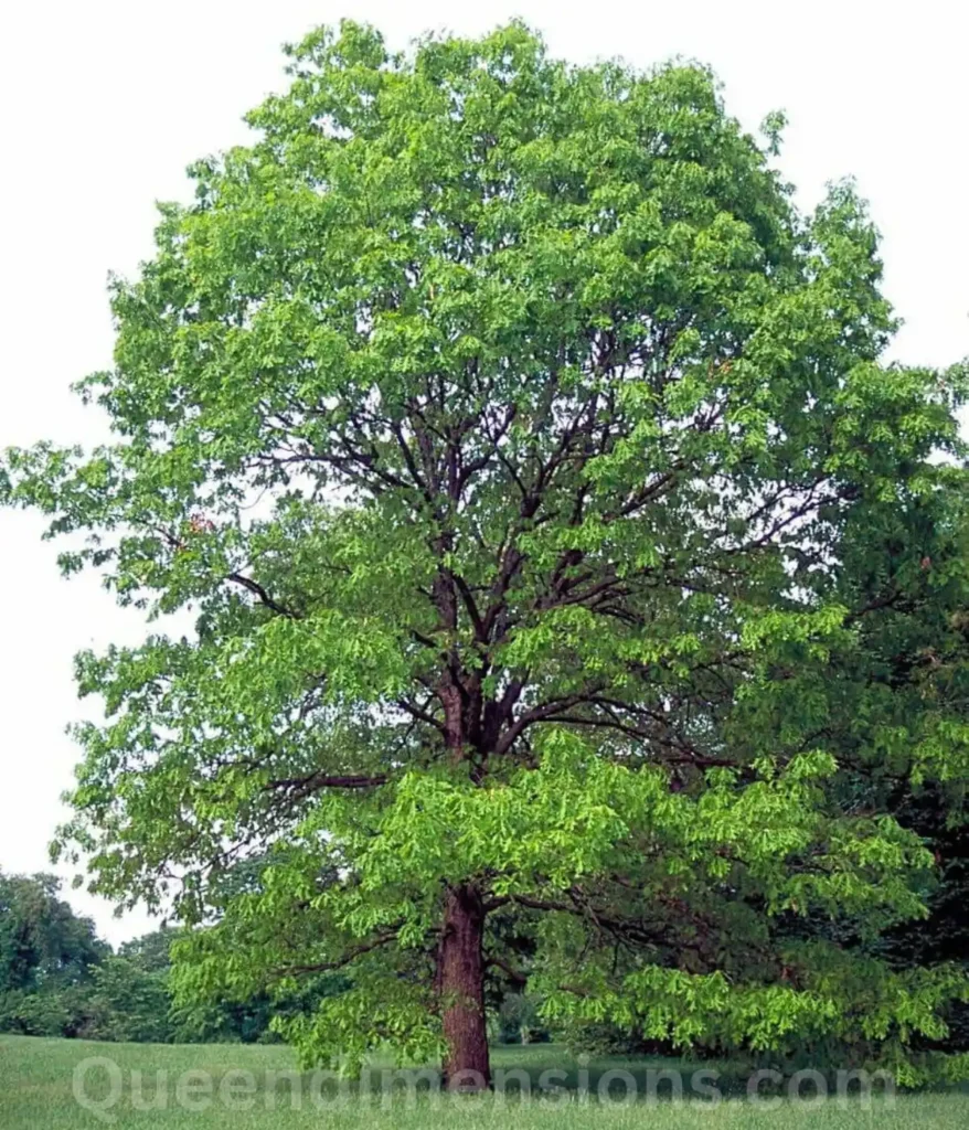 oak-80-feet-length