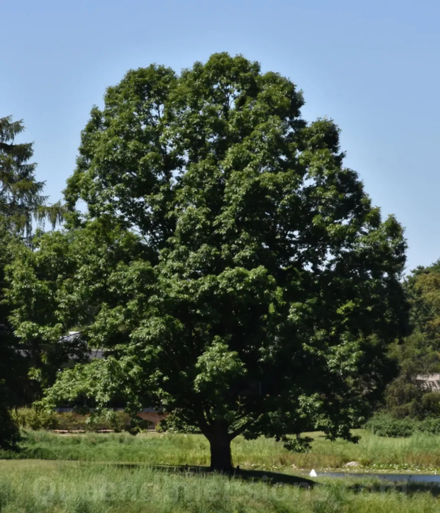 oak-tree-40-feet-length