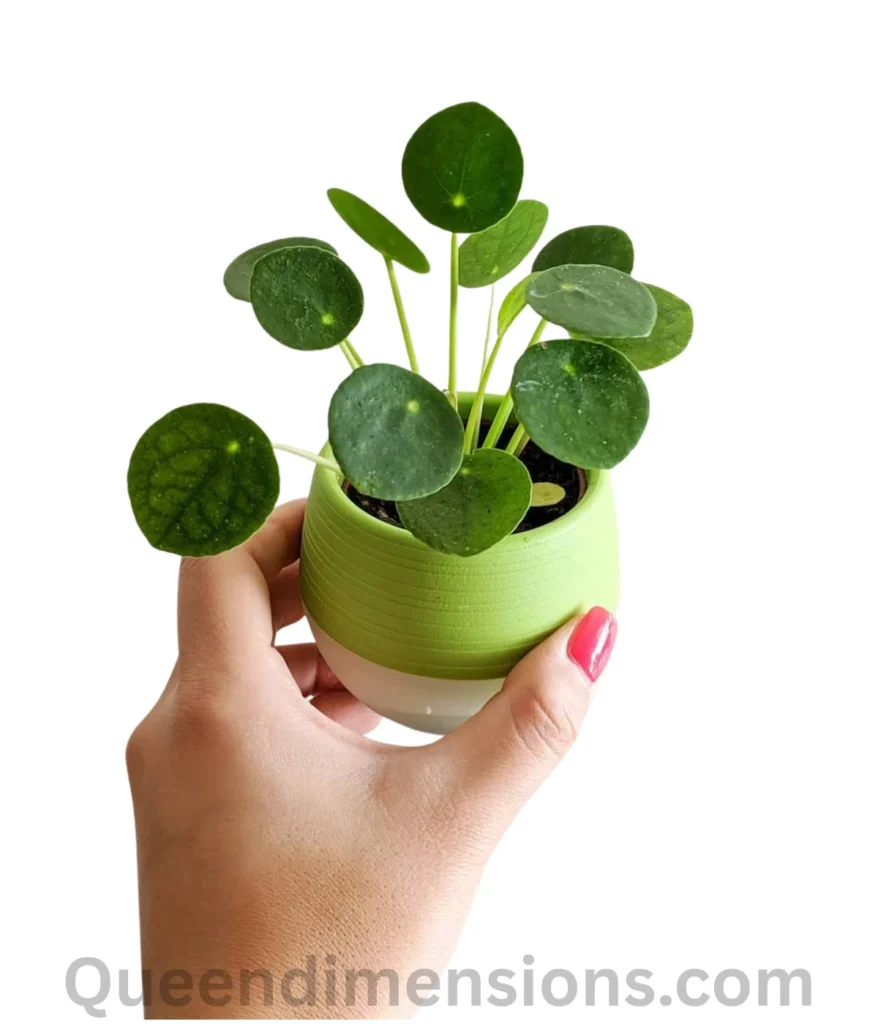 potted-plant-500-grams