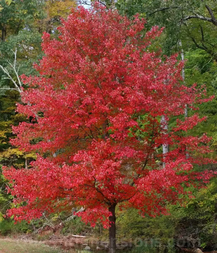 red-maple-40-feet-length