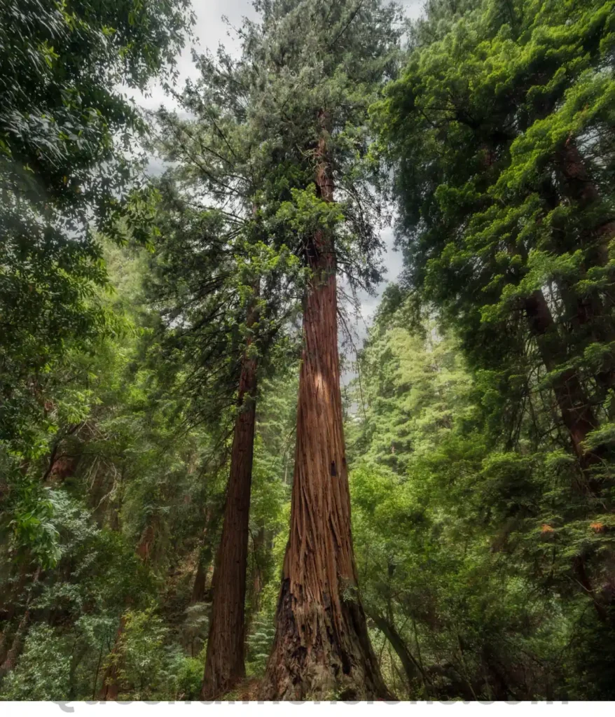 redwood-tree-100-feet-length