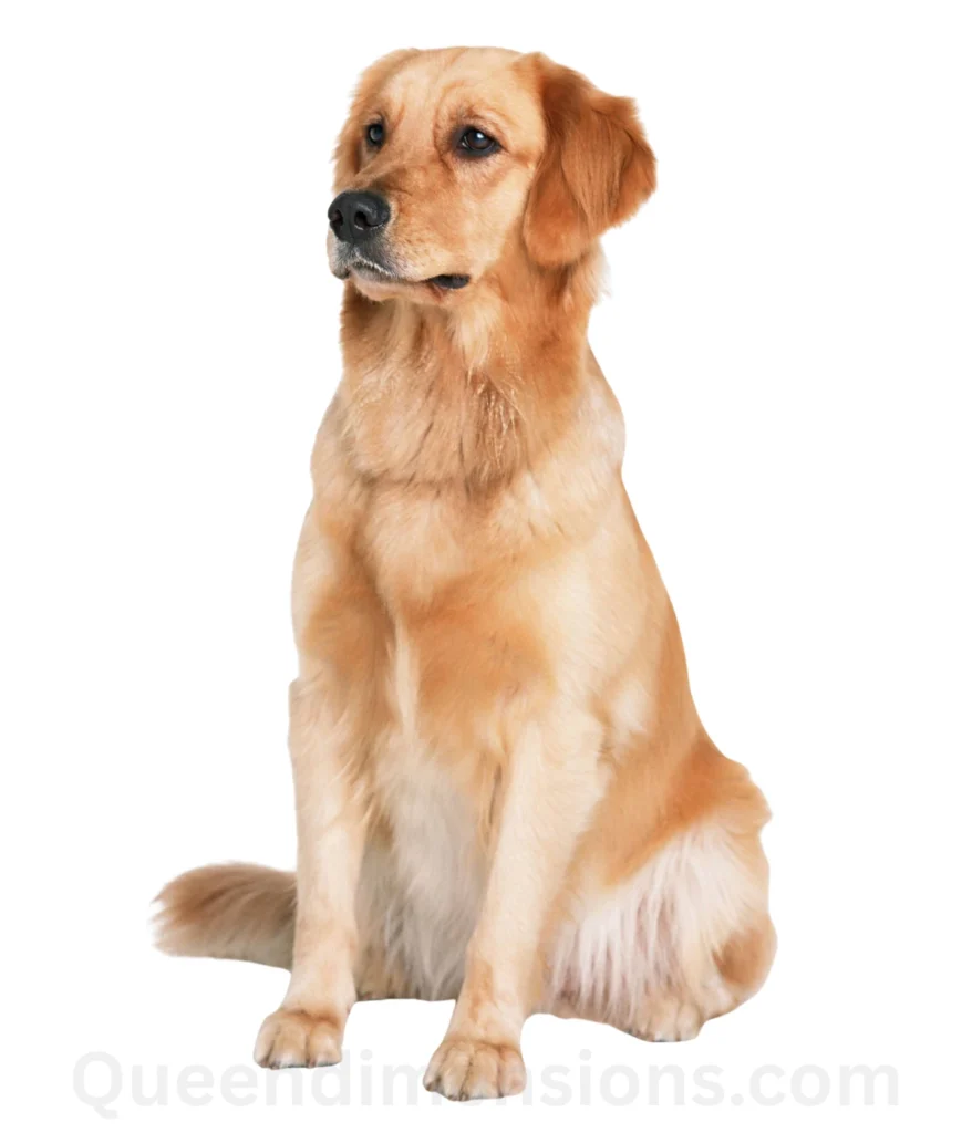 retriever-2-feet-length