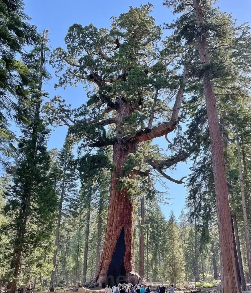 sequoia-tree-300-feet-lenght