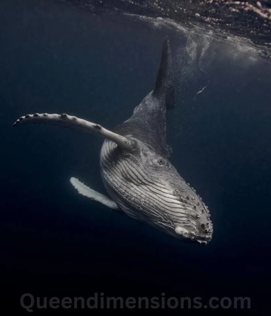 whale-50-feet-length