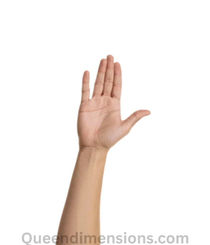 7-inches-adult-hand