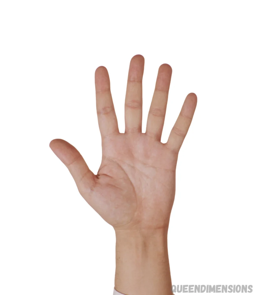 hand-10-inches